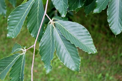 Fagus orientalis - buk východní - listy s uchycením na větévce